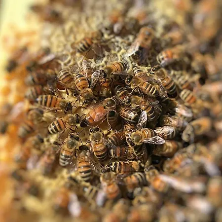 Apartment The Hive Stefy's Iglesias