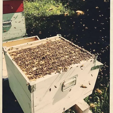 The Hive Stefy's Iglesias